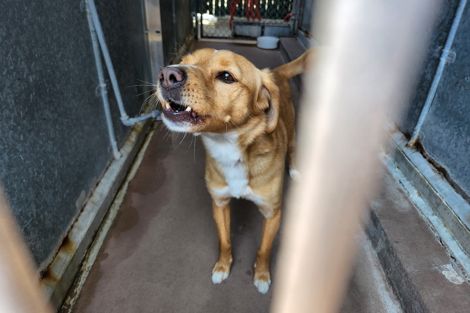 The County of San Diego Department of Animal Services