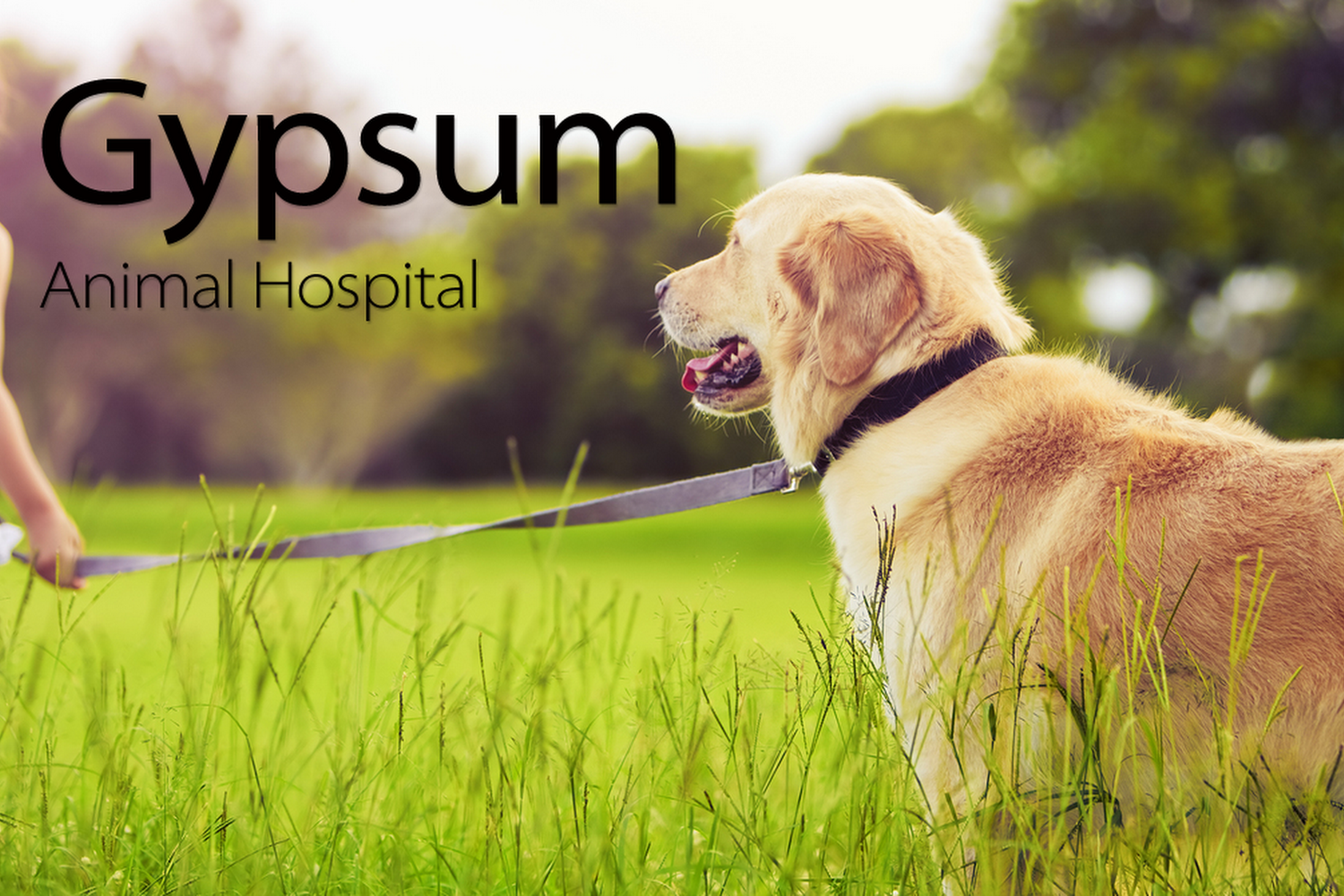 Gypsum Animal Hospital