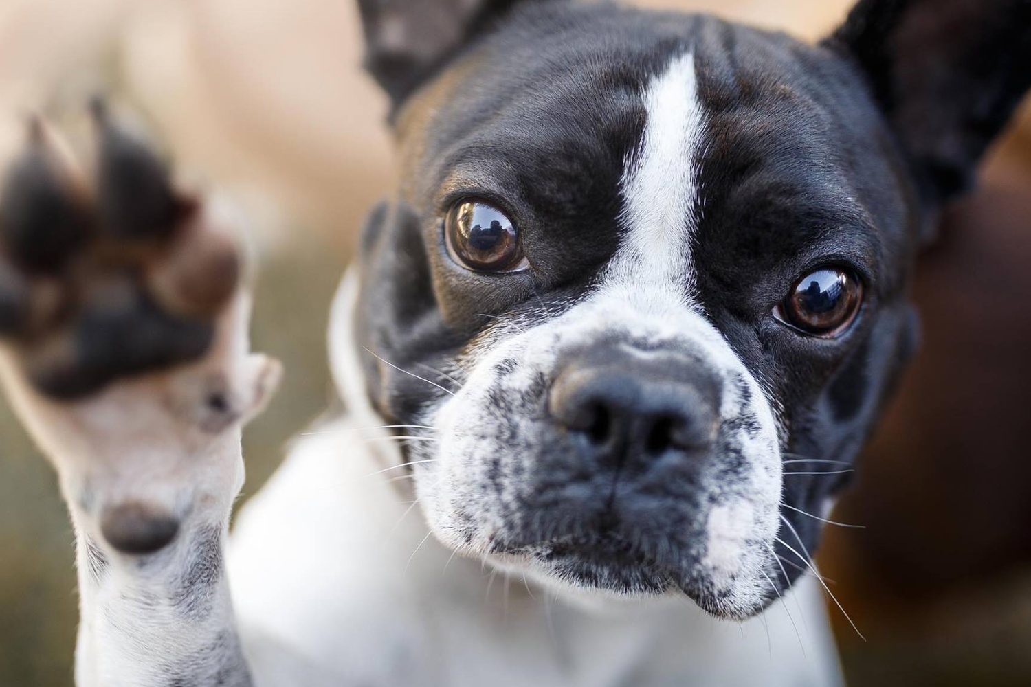 Hesperia Animal Control