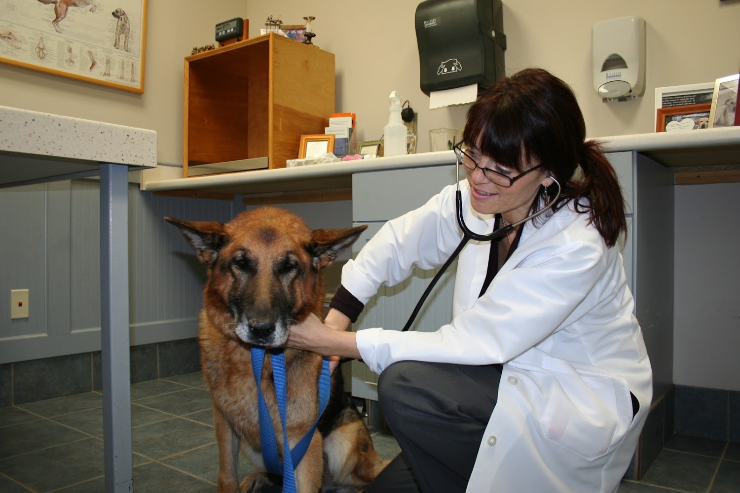 Massachusetts Veterinary Referral Hospital