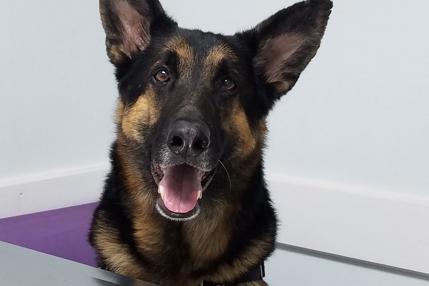 High Country Veterinary Hospital