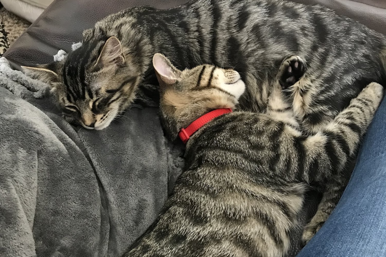 Cleary Lake Veterinary Hospital