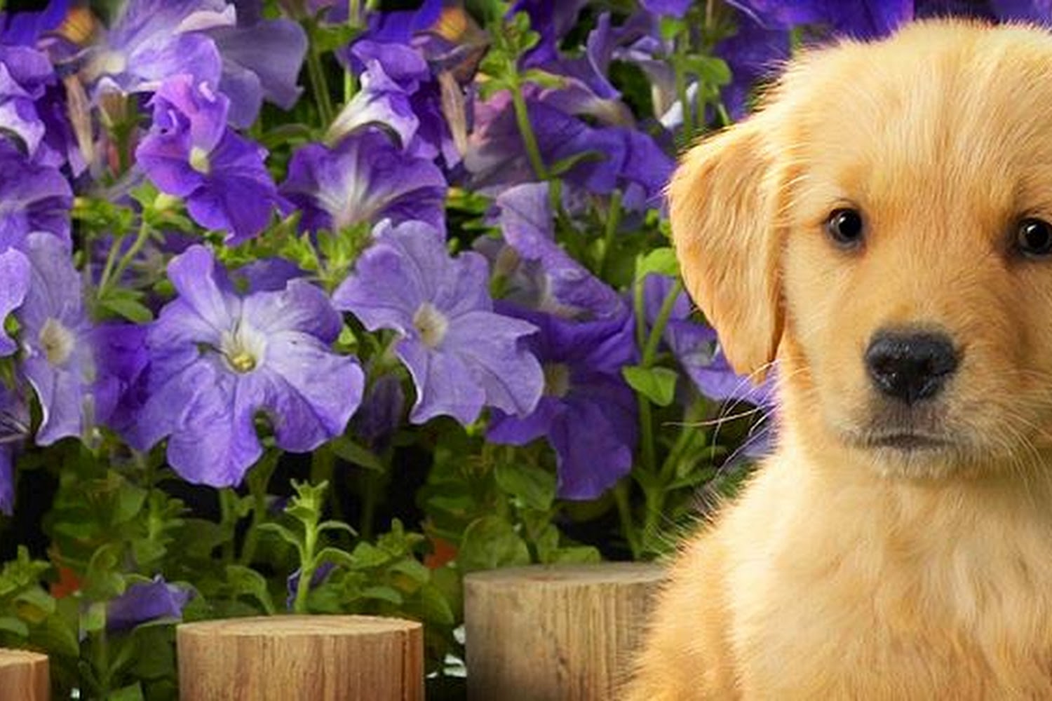 Brewer Animal Hospital