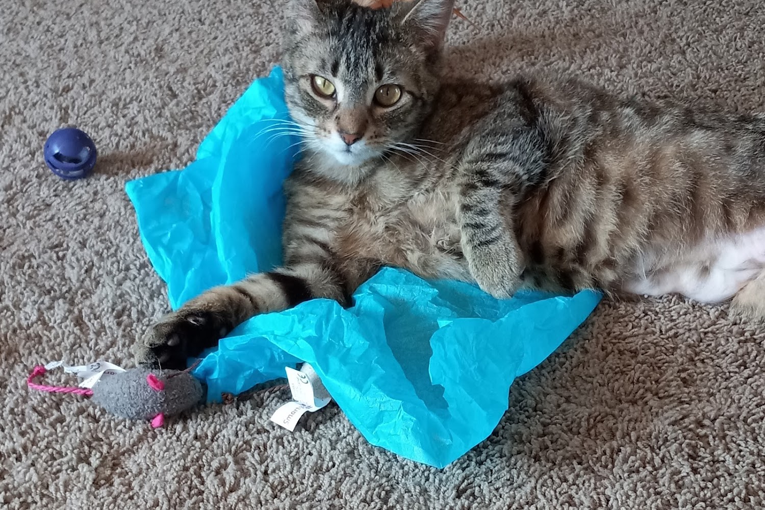 Forest Lake Veterinary Hospital