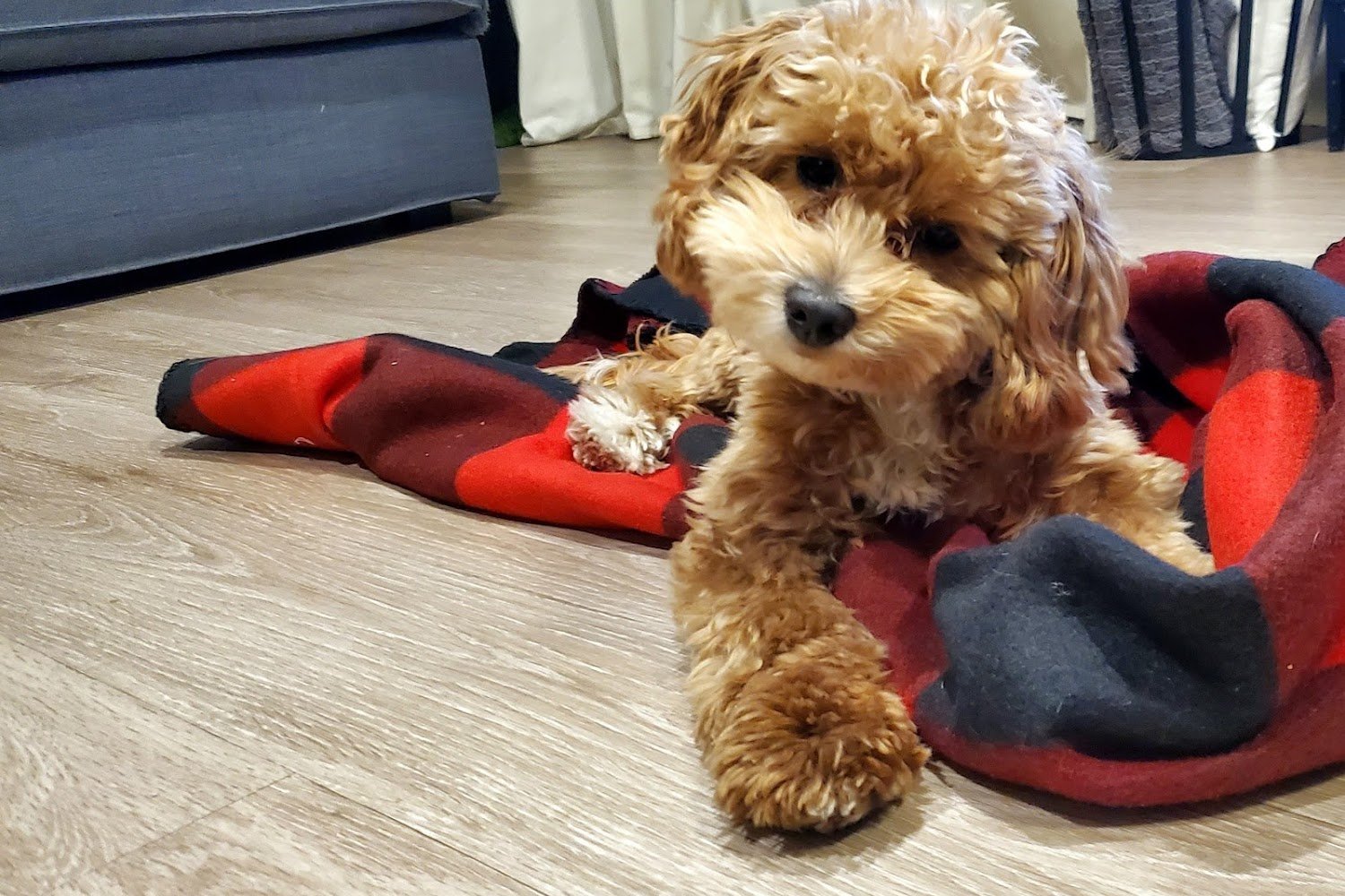 Burnham Park Animal Hospital