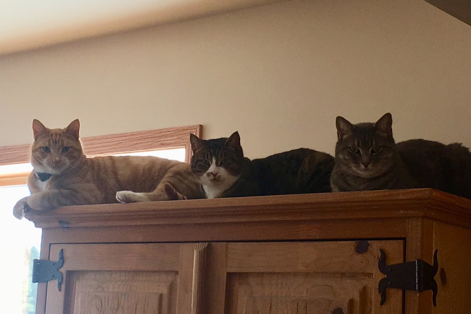 Isaacson Veterinary Hospital