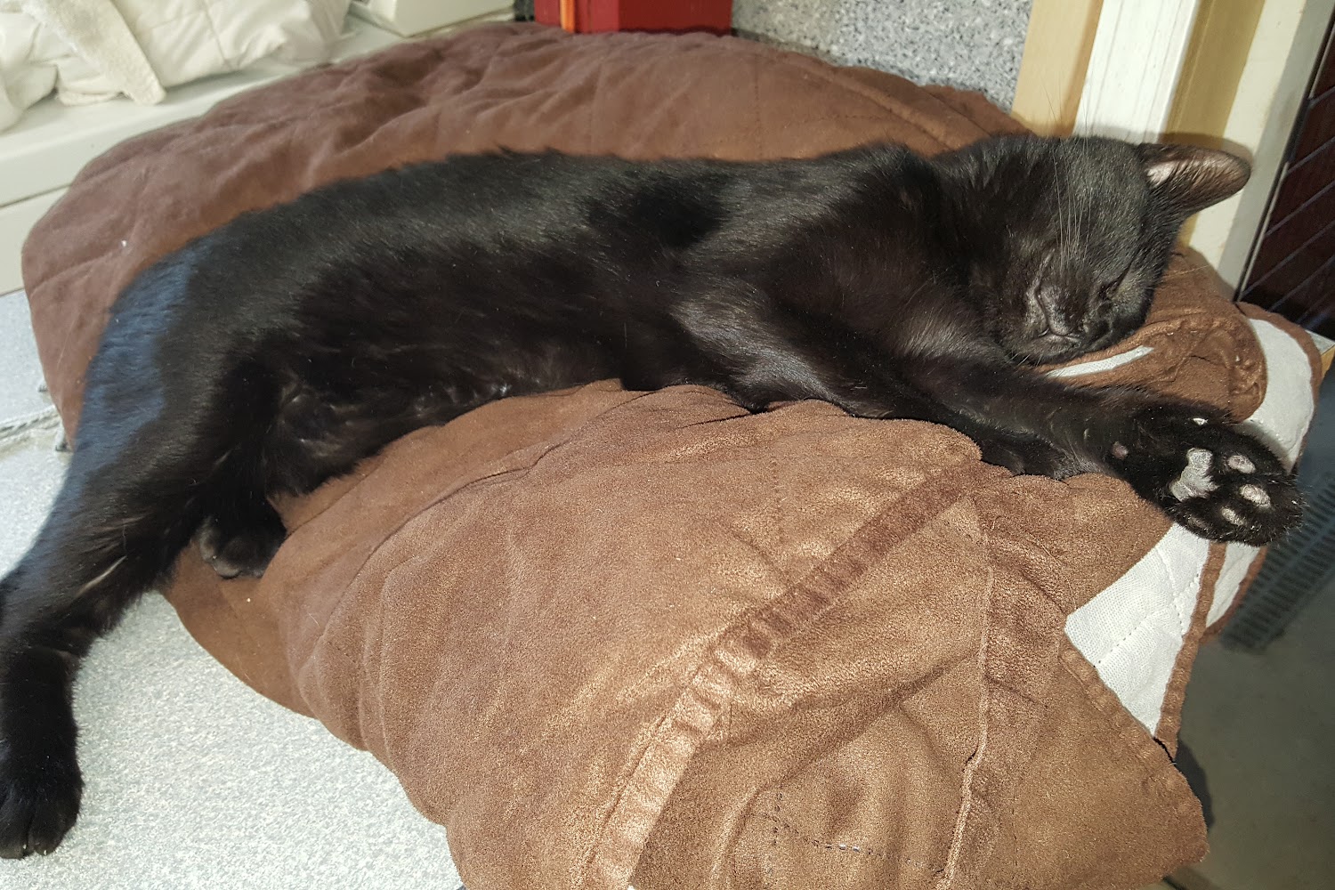 Glen Animal Hospital