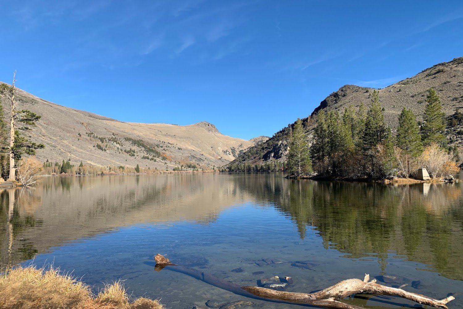 Robbin's Rescued Russells