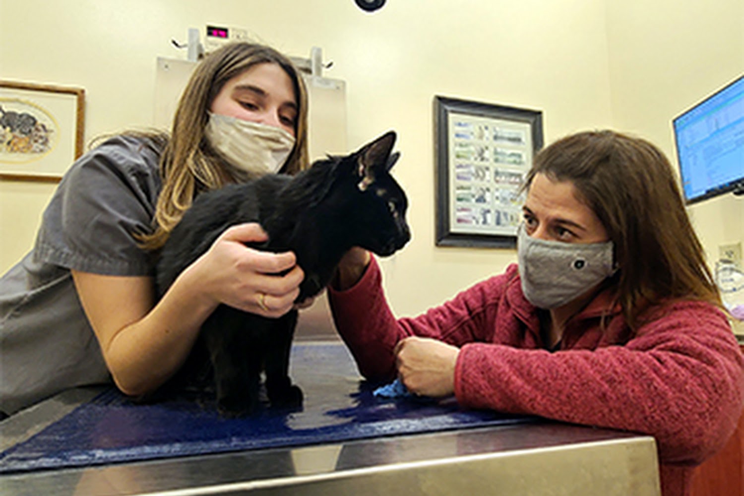 Pittsfield Veterinary Hospital