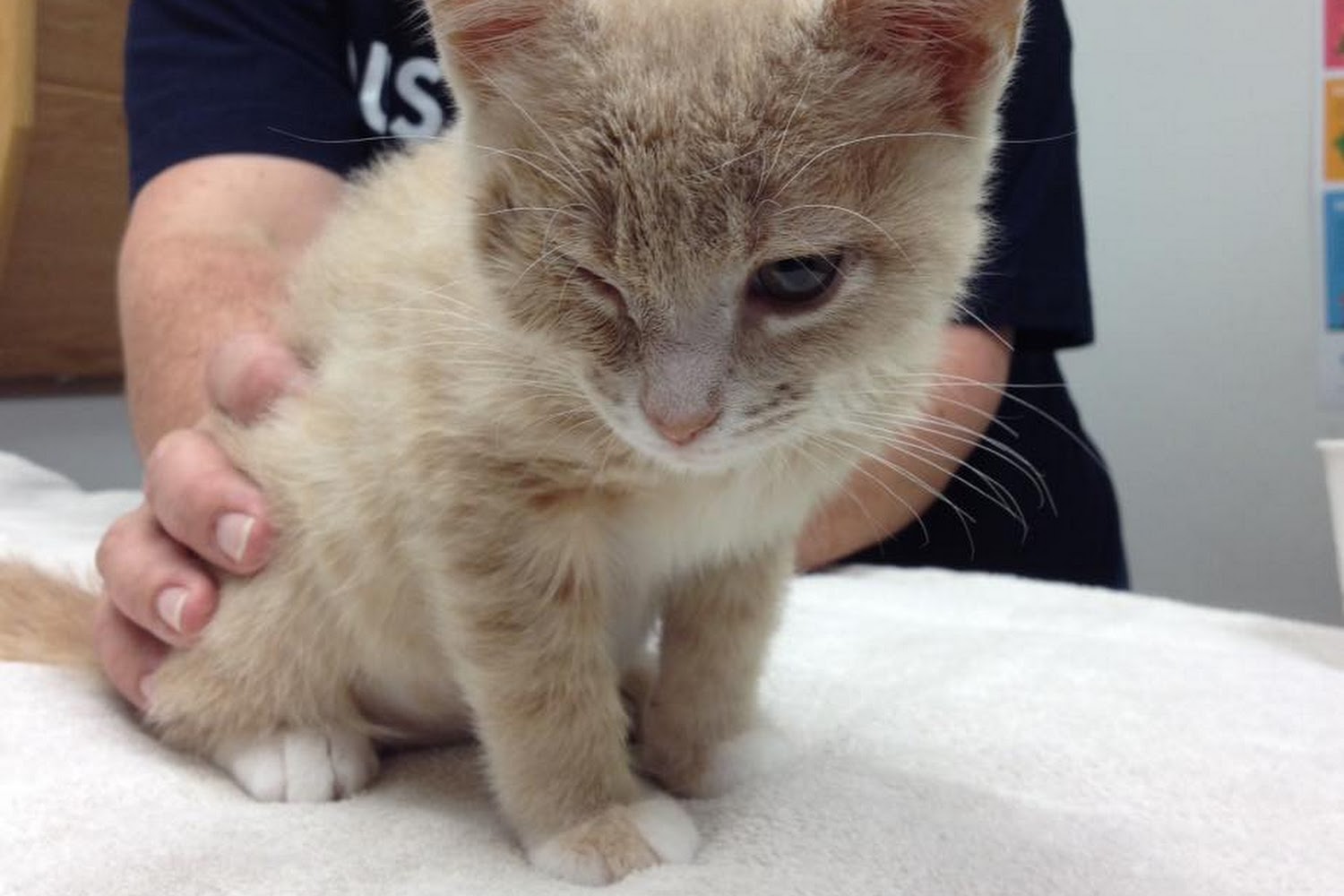 VCA Chanhassen Animal Hospital