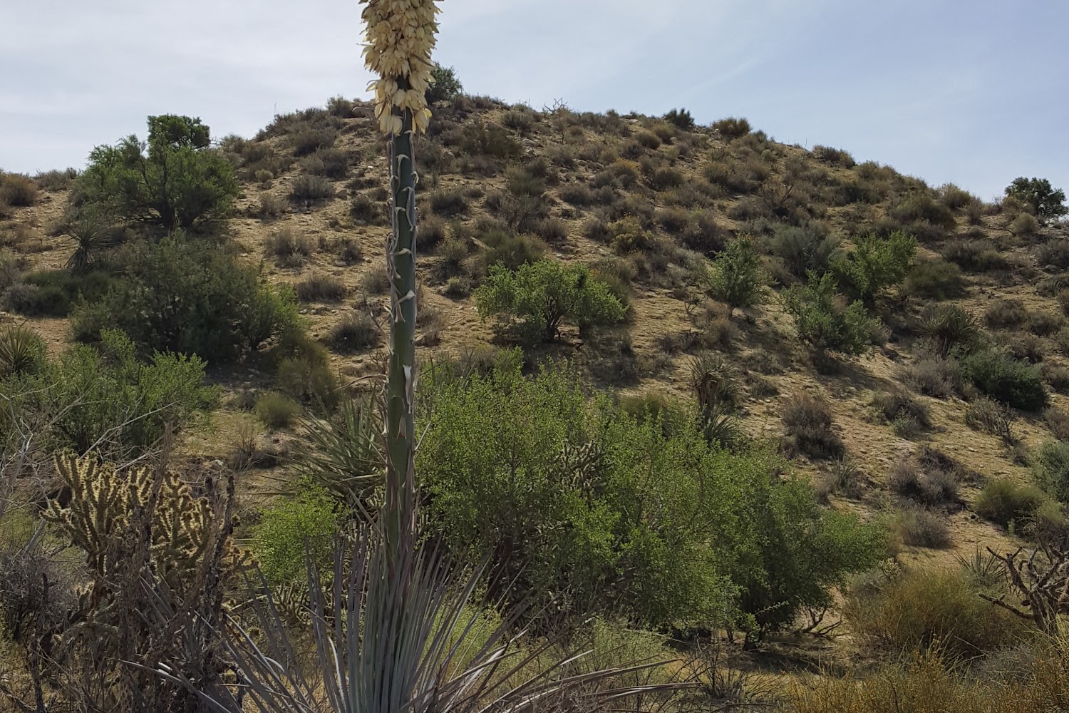 Fort Cherokee Horse Rescue and Sanctuary