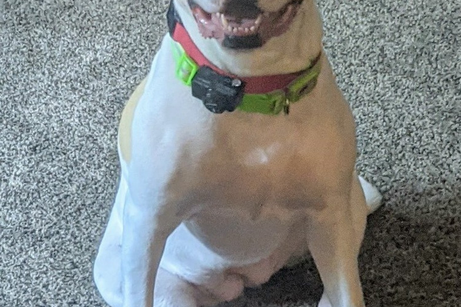 Sugar Grove Animal Hospital