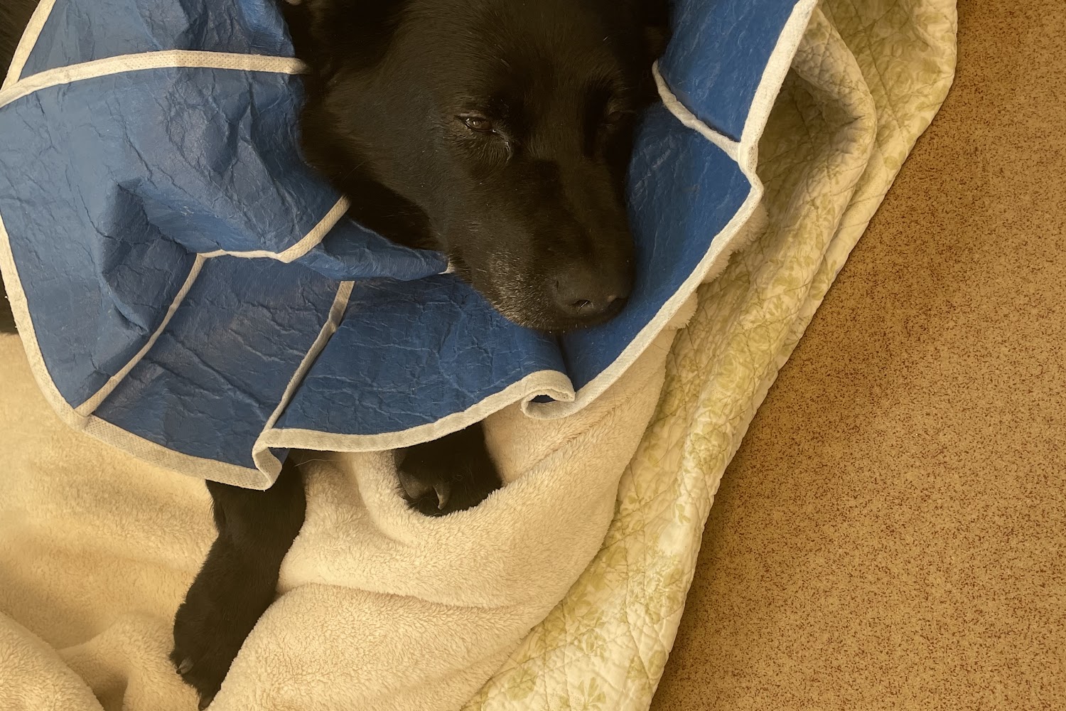 Veterinary Neurology & Rehabilitation Center