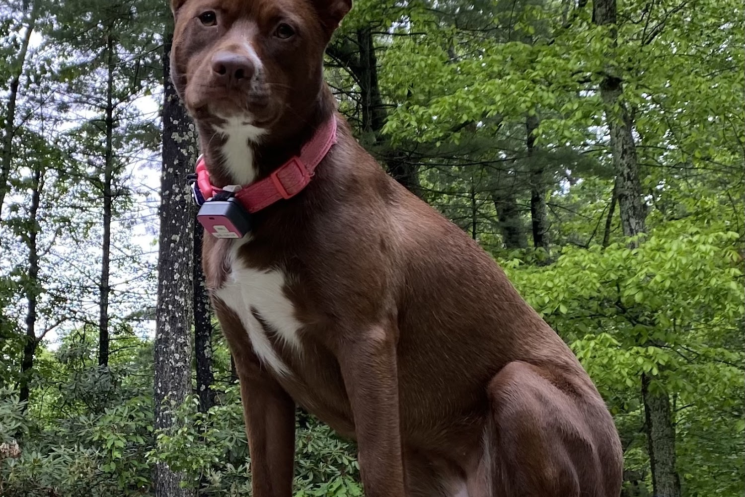 Southboro Veterinary Hospital