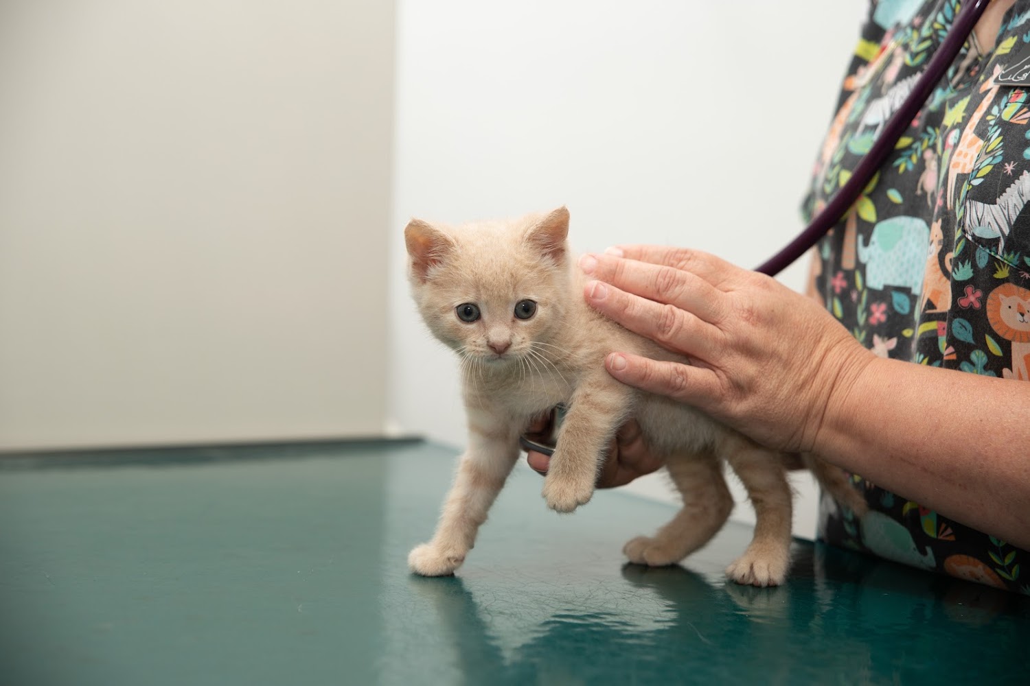 Basin Run Animal Hospital