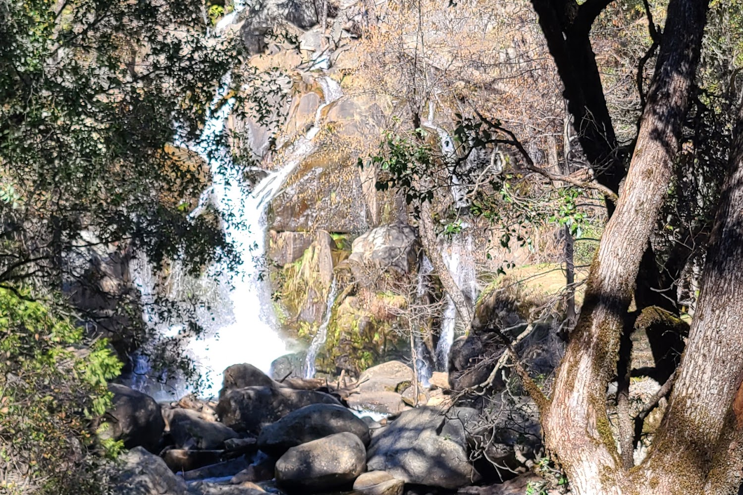 Eastern Madera County SPCA - The Cat's Meow