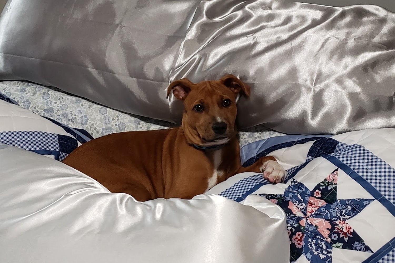 Sturbridge Veterinary Hospital