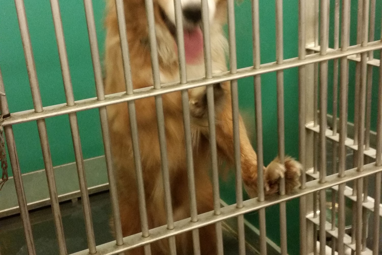 De Kalb County Animal Shelter