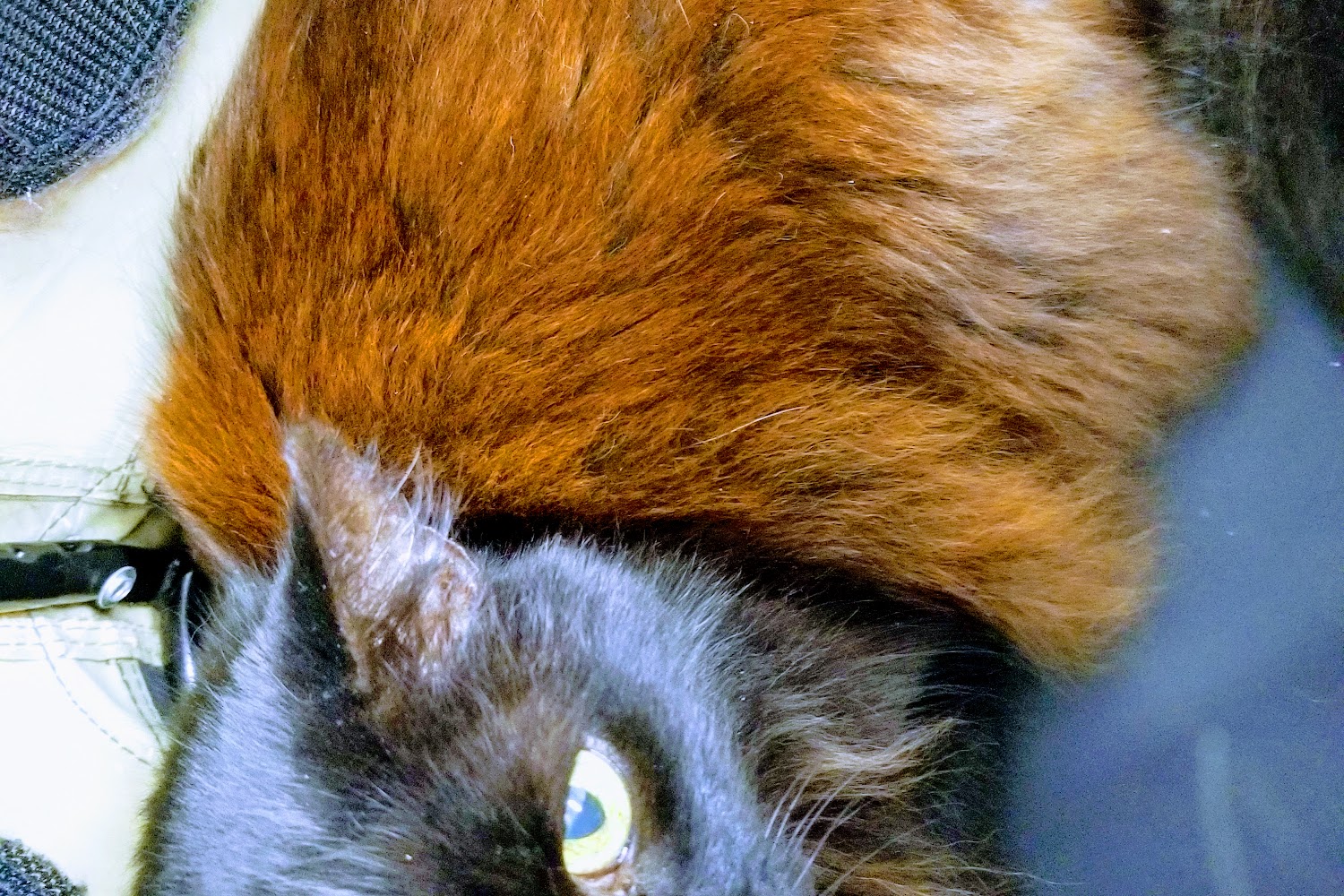 Calvert Animal Hospital