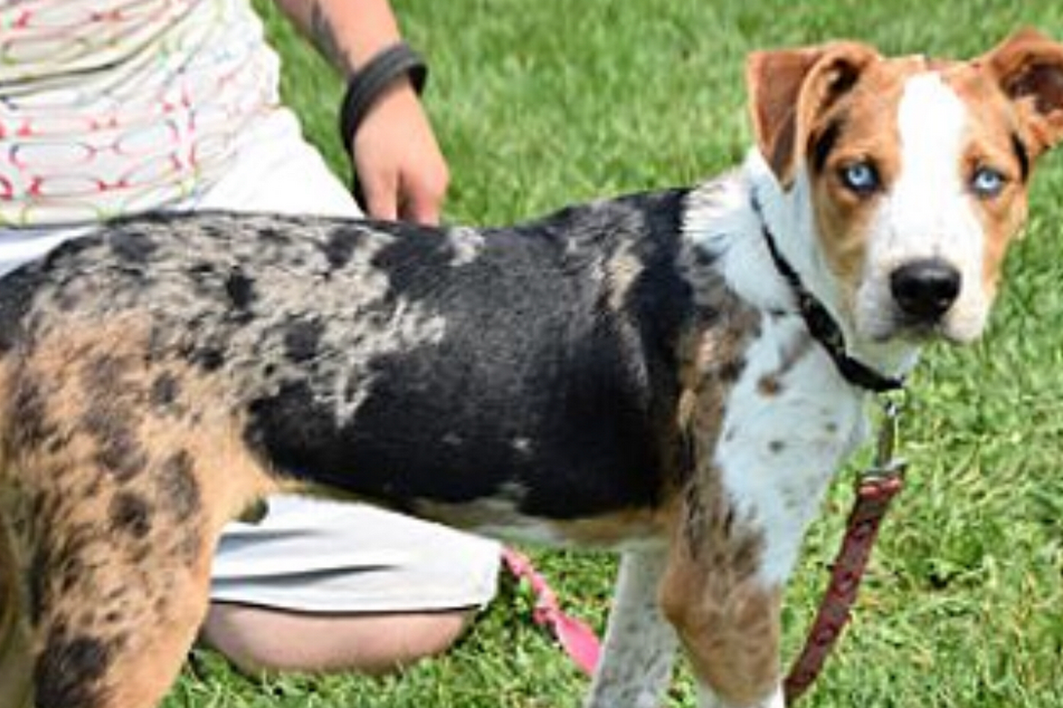 Animal House Shelter Inc