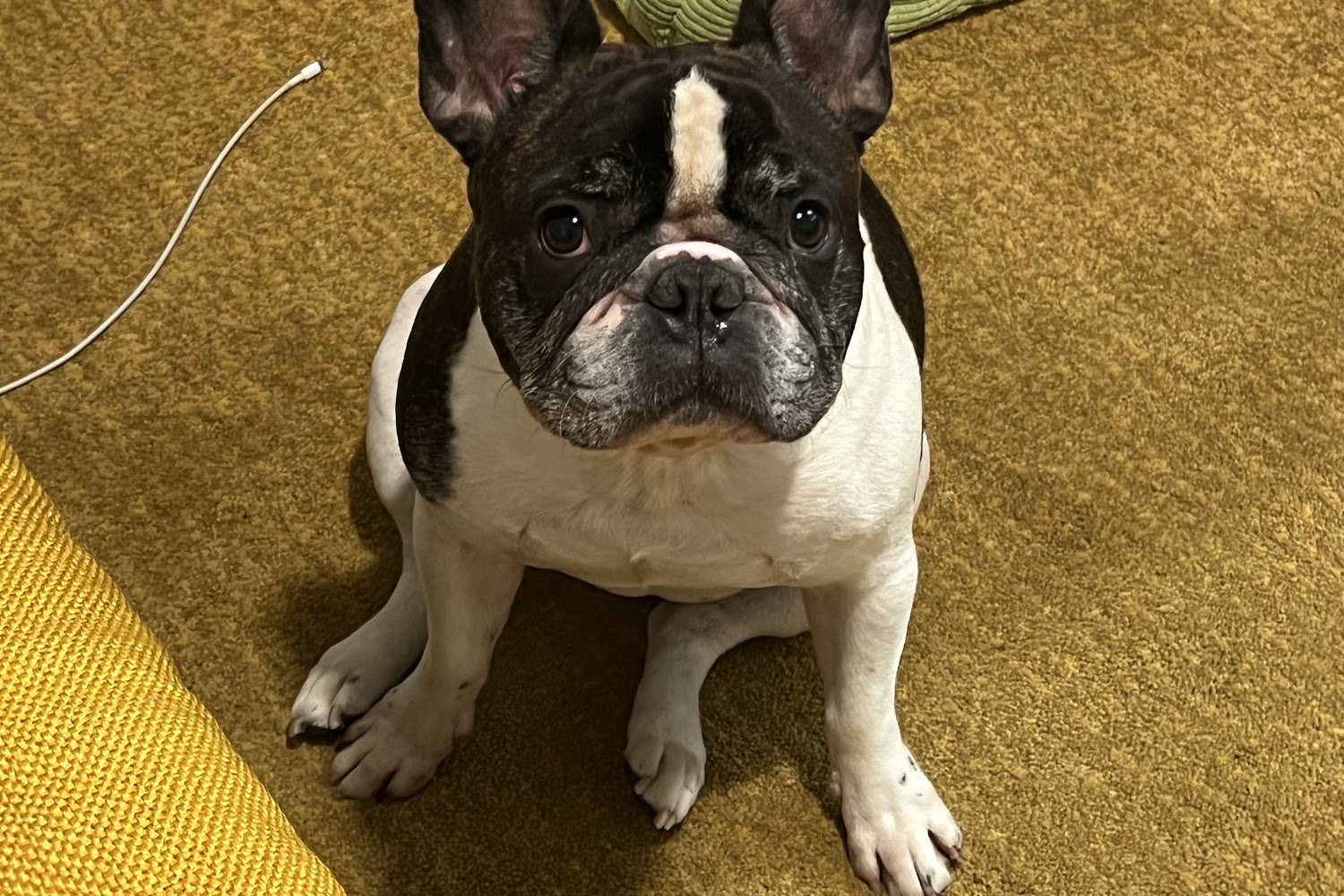 Greenpoint Veterinary Hospital