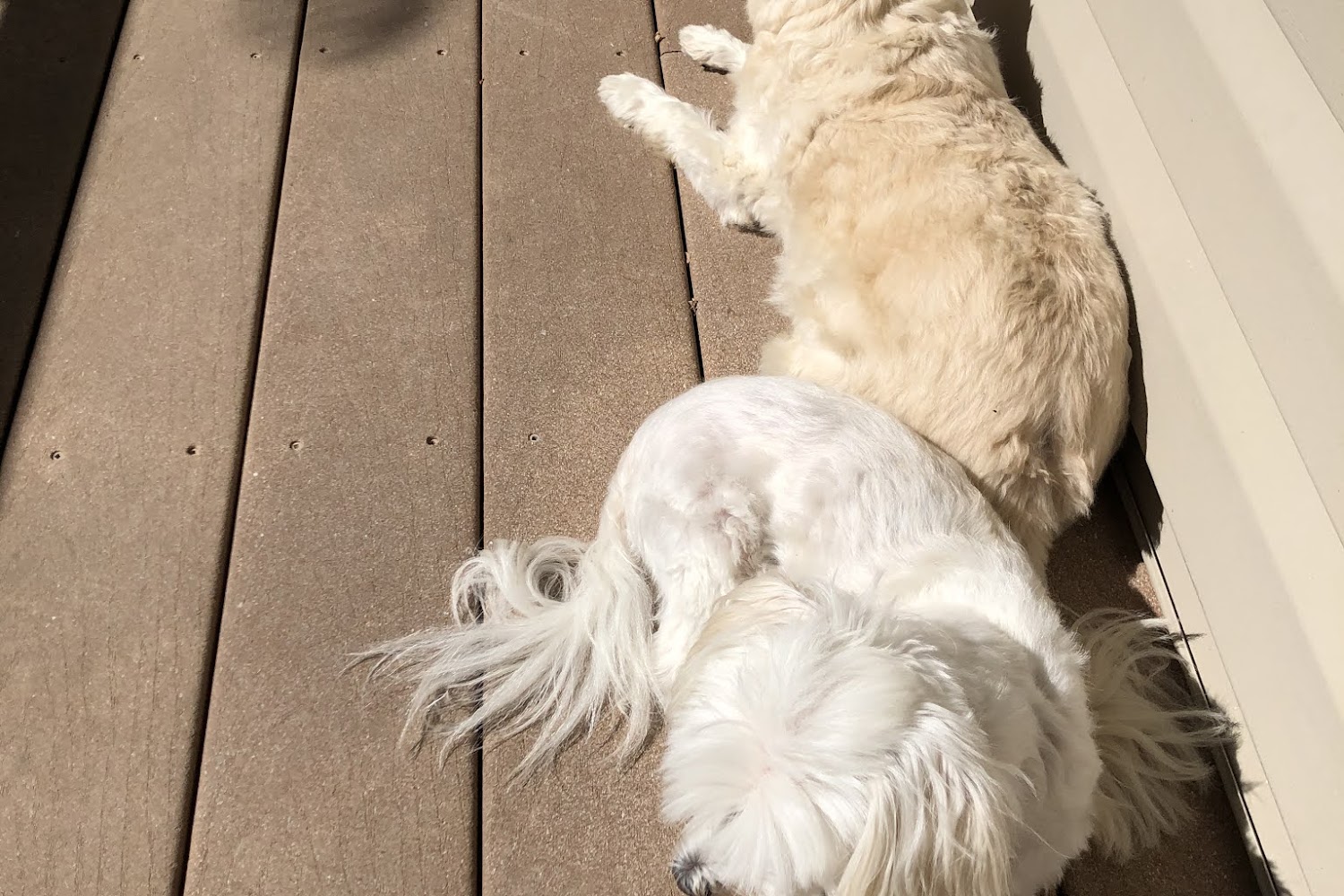 Prince Frederick Animal Hospital