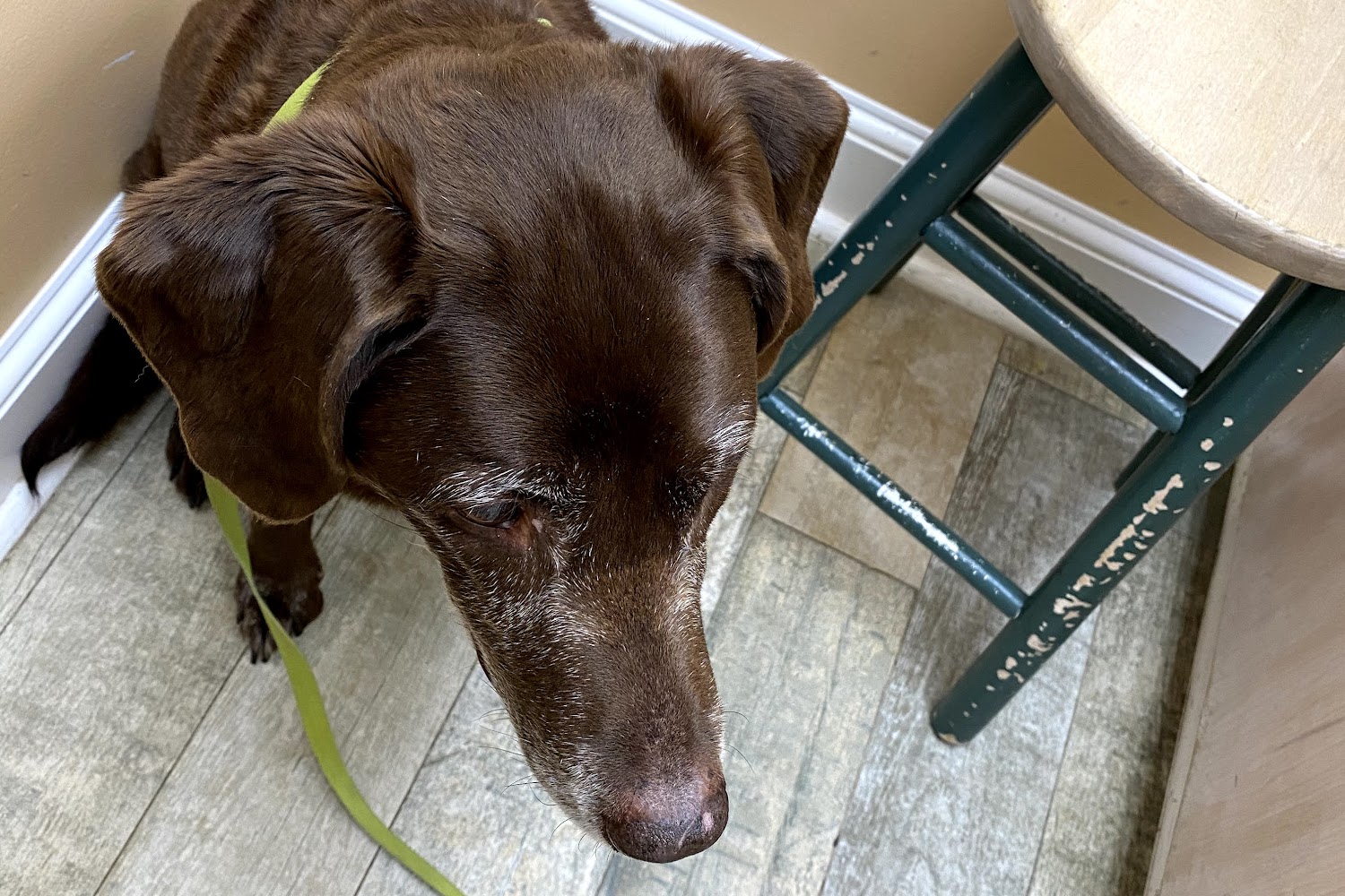 Quince Orchard Veterinary Hospital