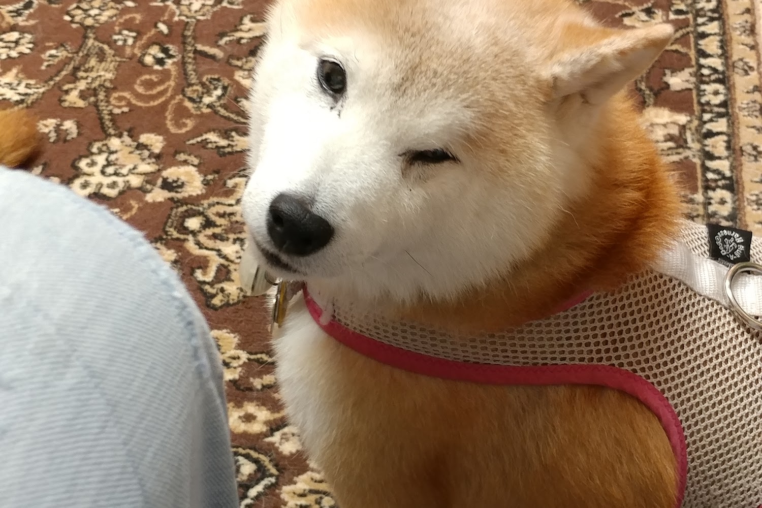 Nebel St Animal Hospital