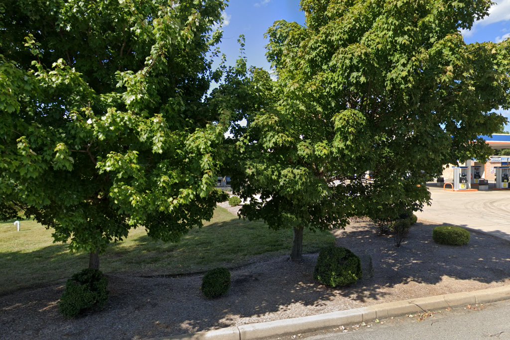 Chesapeake Cats and Dogs