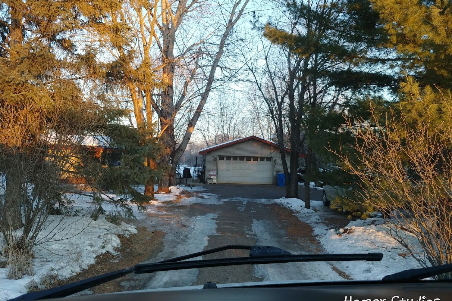 Jack Pine Guinea Pig Rescue