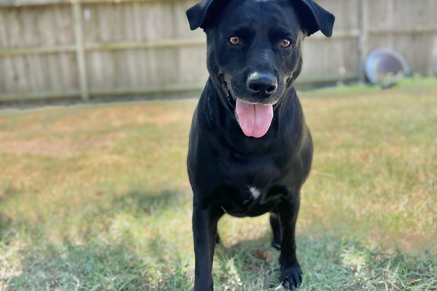 Blair Doon Veterinary Hospital