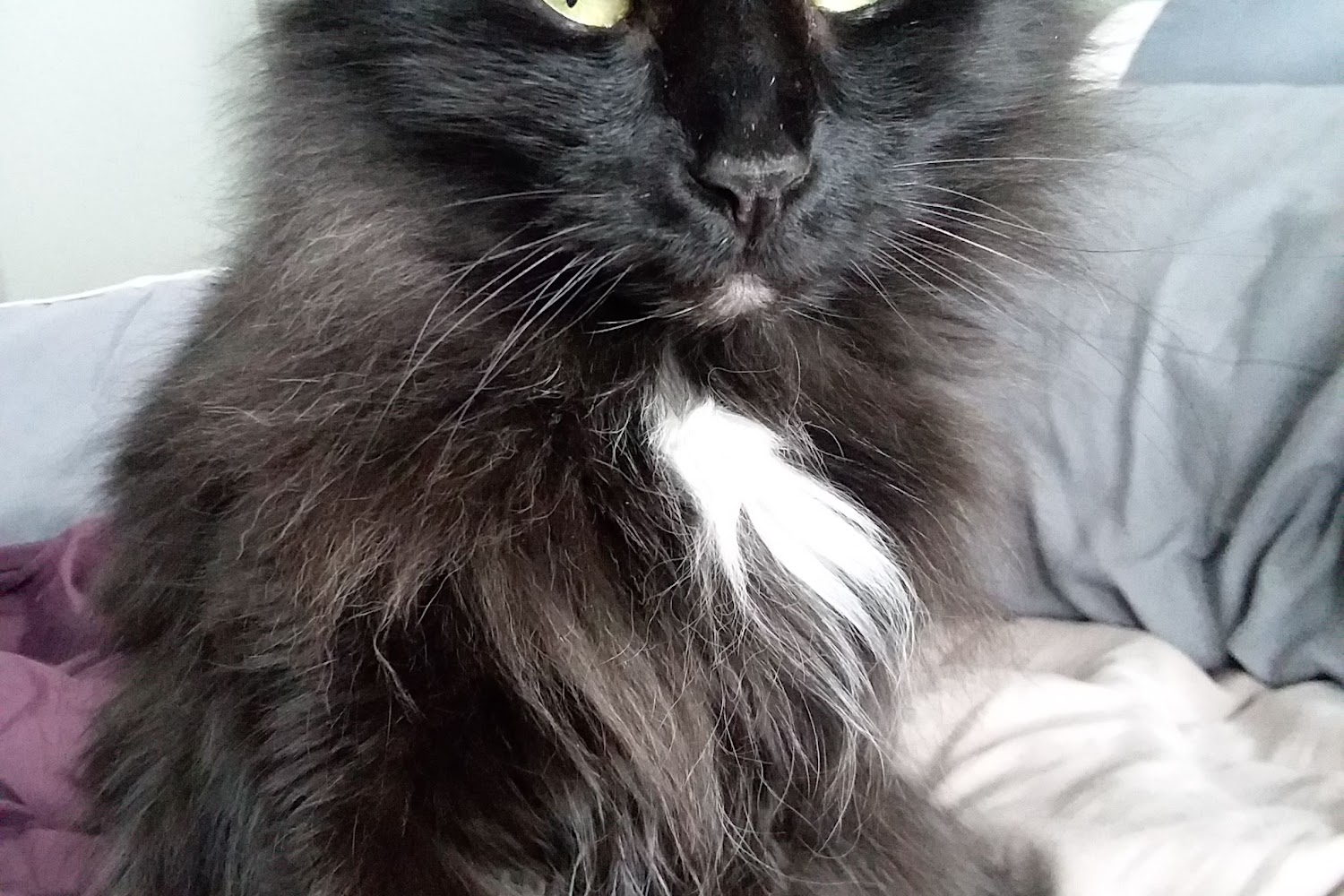 Wachusett Animal Hospital and Pet Retreat