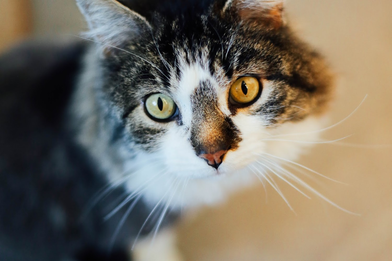 Ark Valley Humane Society