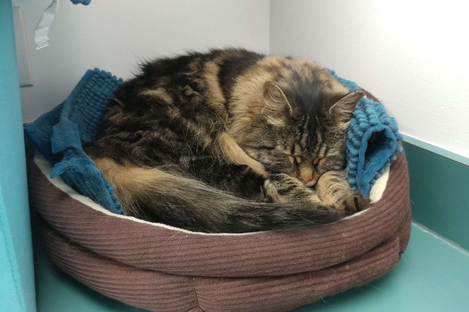 Ruxton Animal Hospital