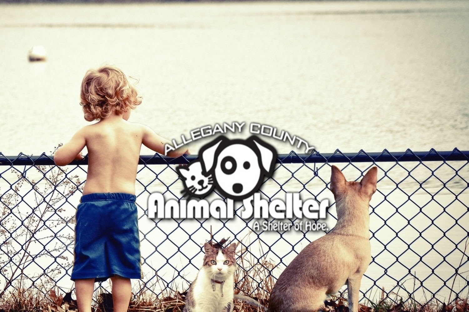 Allegany County Animal Shelter