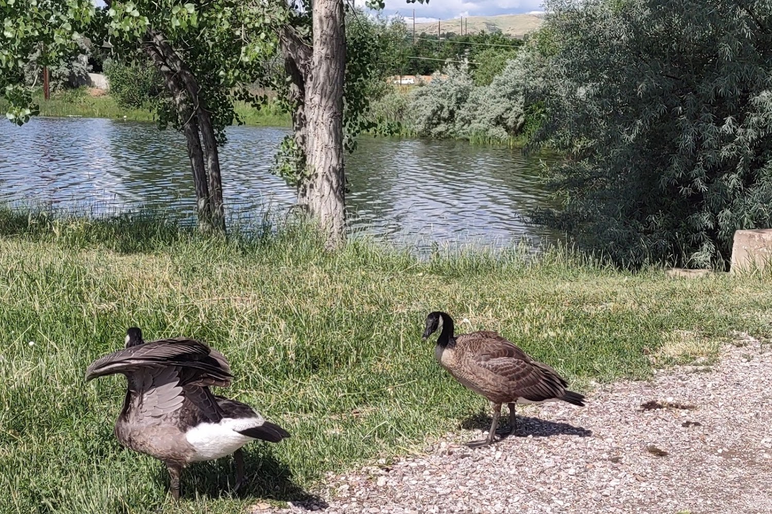 All Breed Rescue Network, Inc.