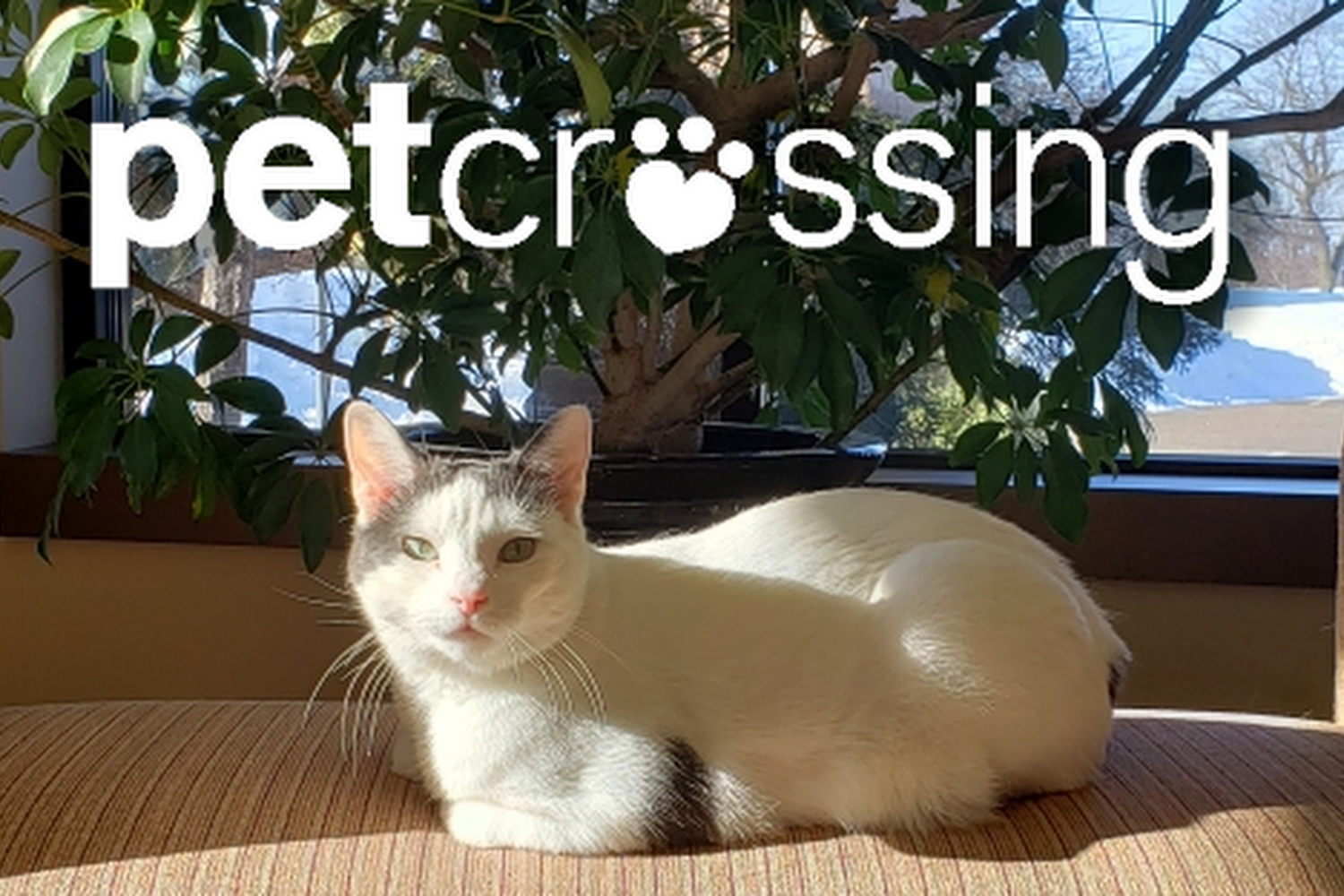 Pet Crossing Animal Hospital