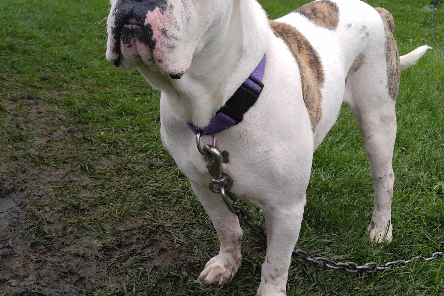 Martin County Humane Society