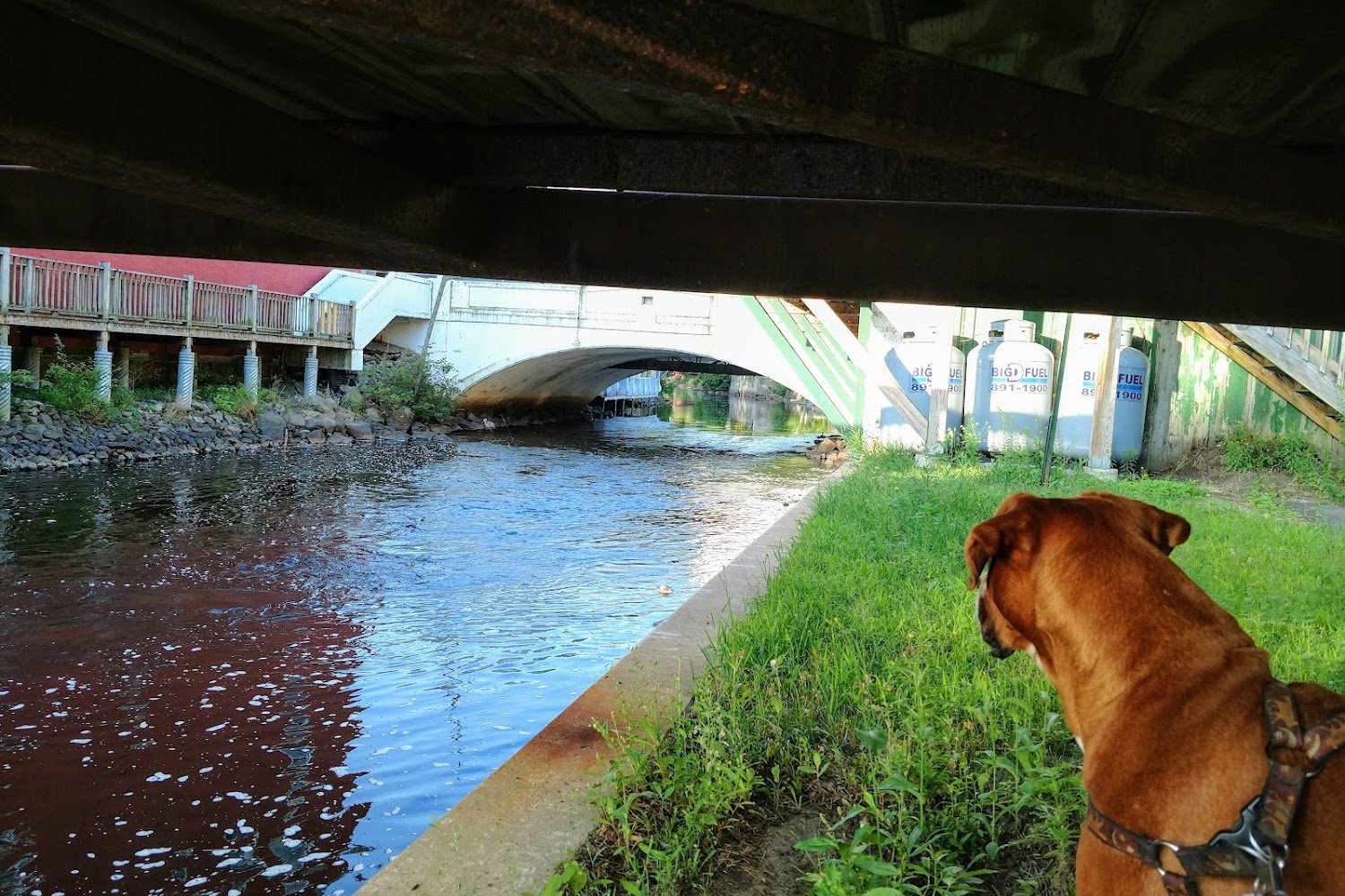 Saranac Lake Animal Shelter
