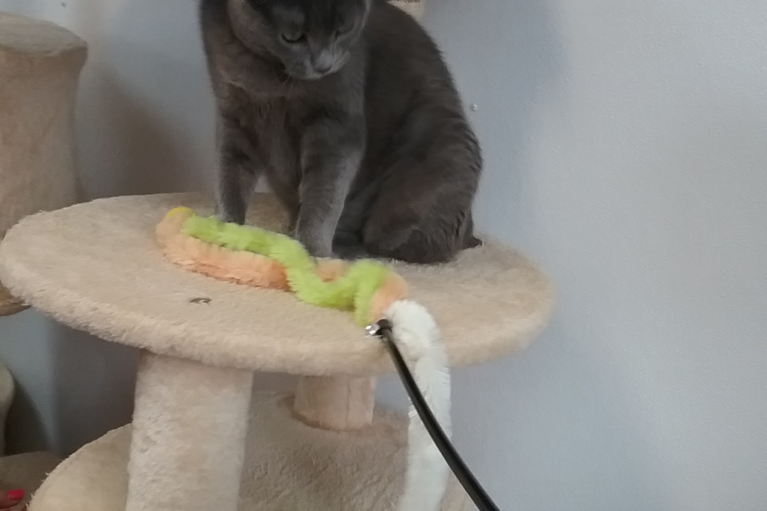 Animal Shelter-Schoharie Valley