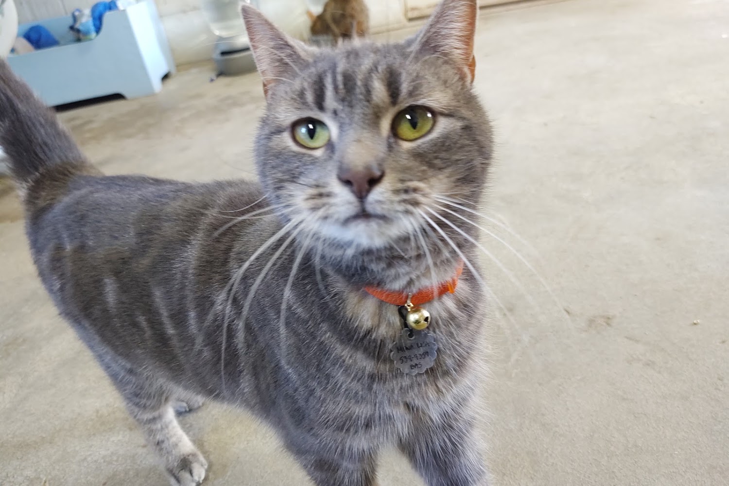 Beverly Animal Shelter