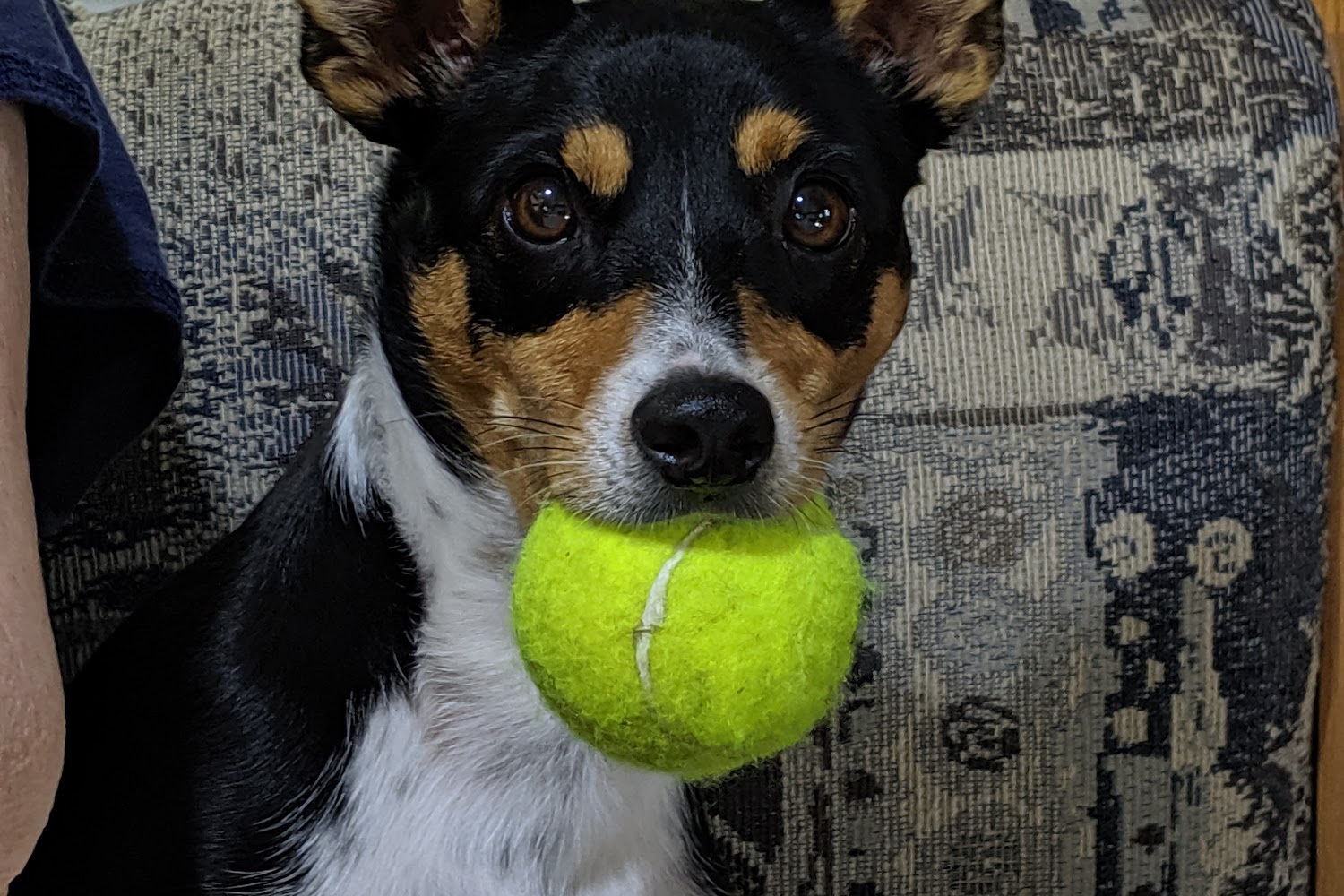 Burlingame Road Animal Hospital