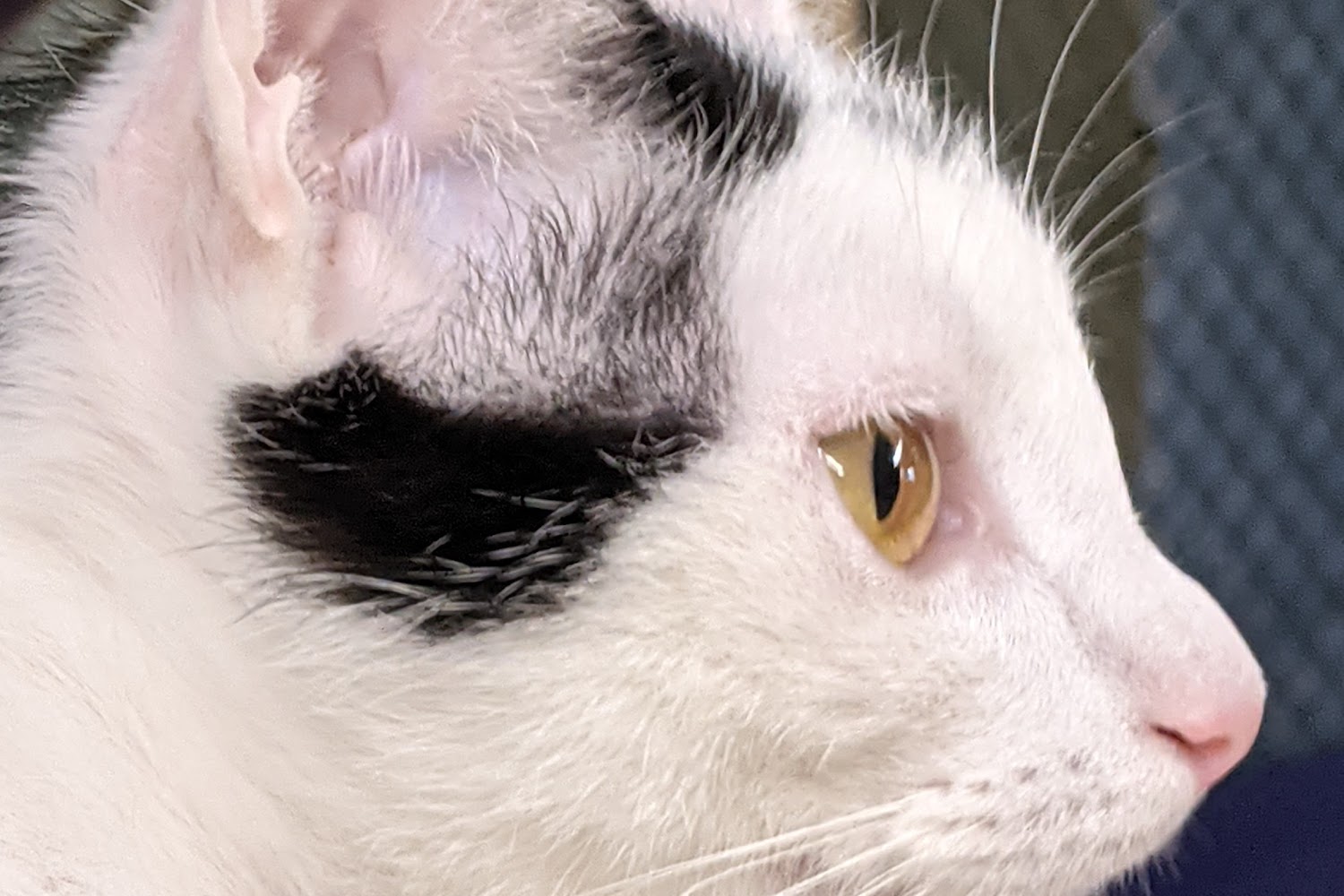 Stray Haven Humane Society