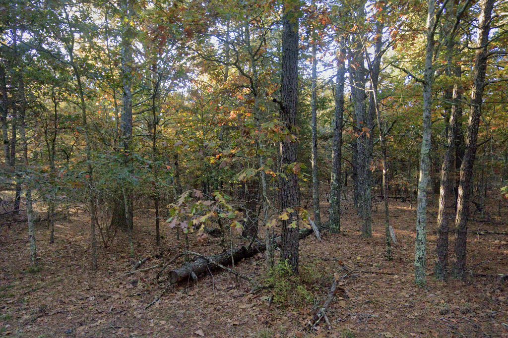 Riverhead Shelter Volunteer Program