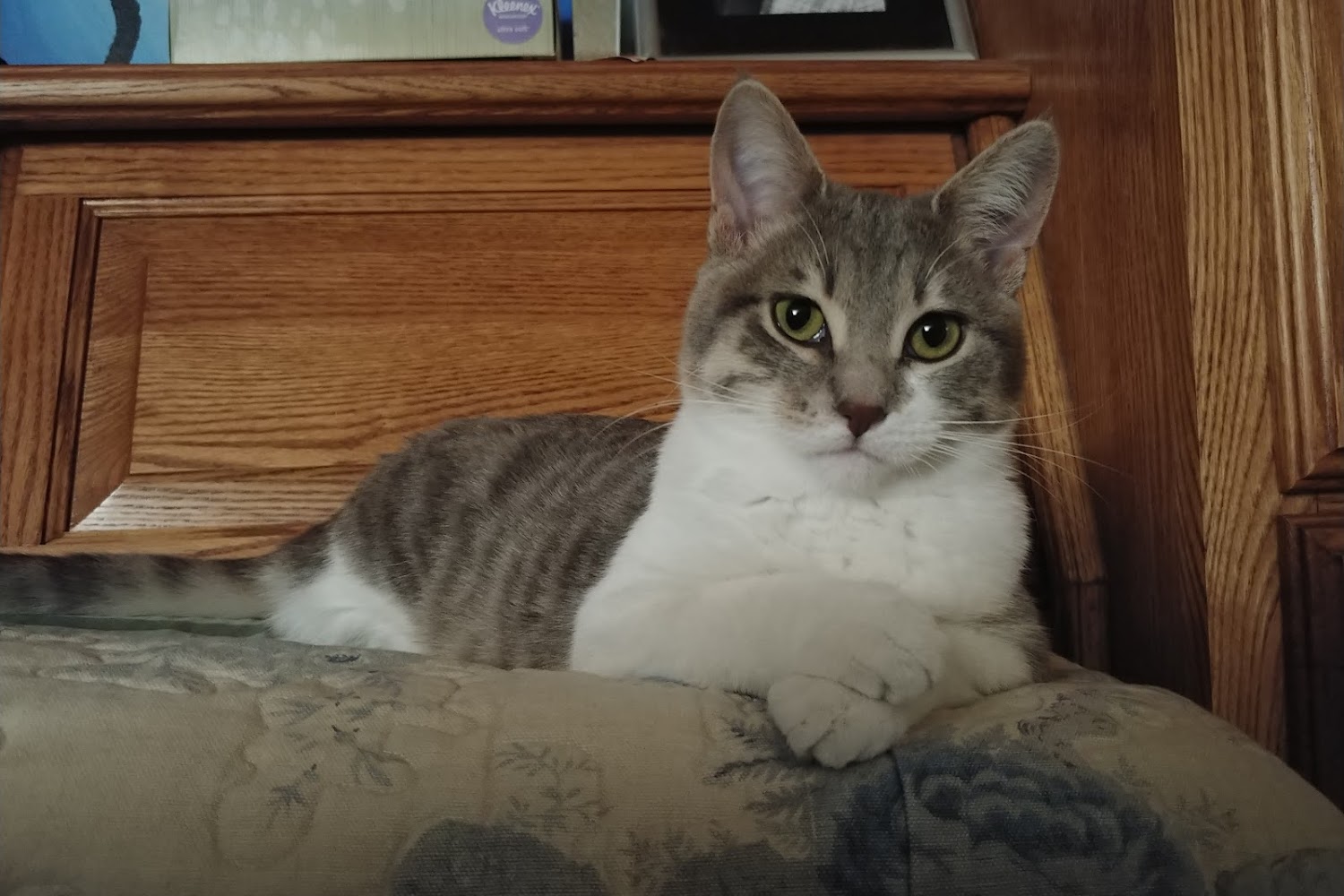 Teller County Regional Animal