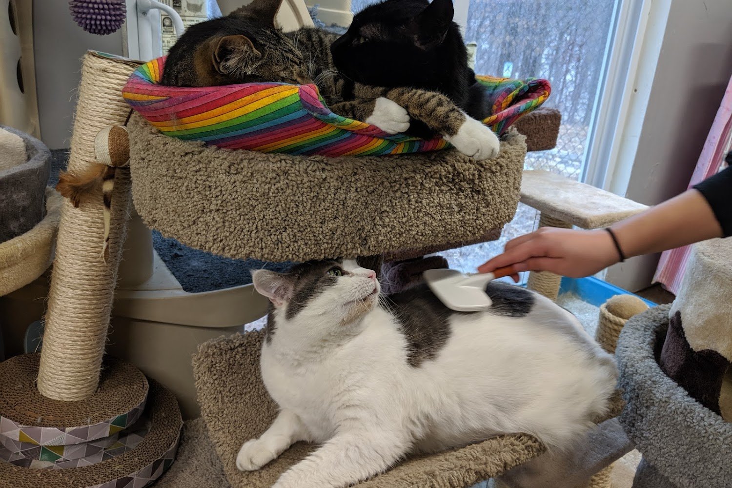 Humane Society-Blooming Grove