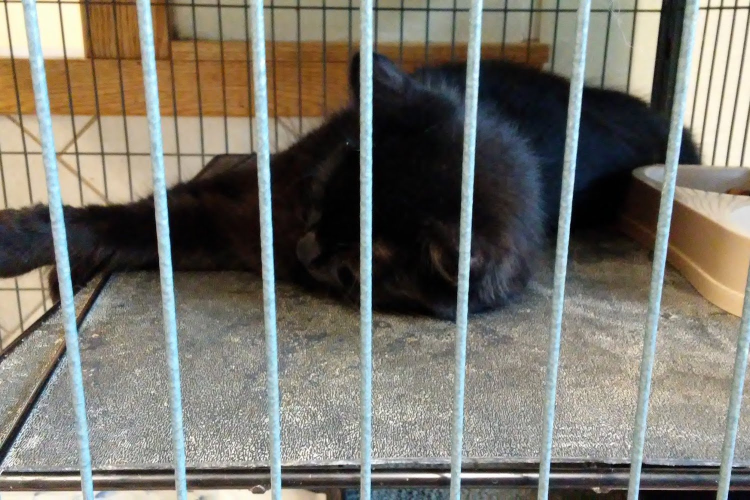 Humane Society of Middletown