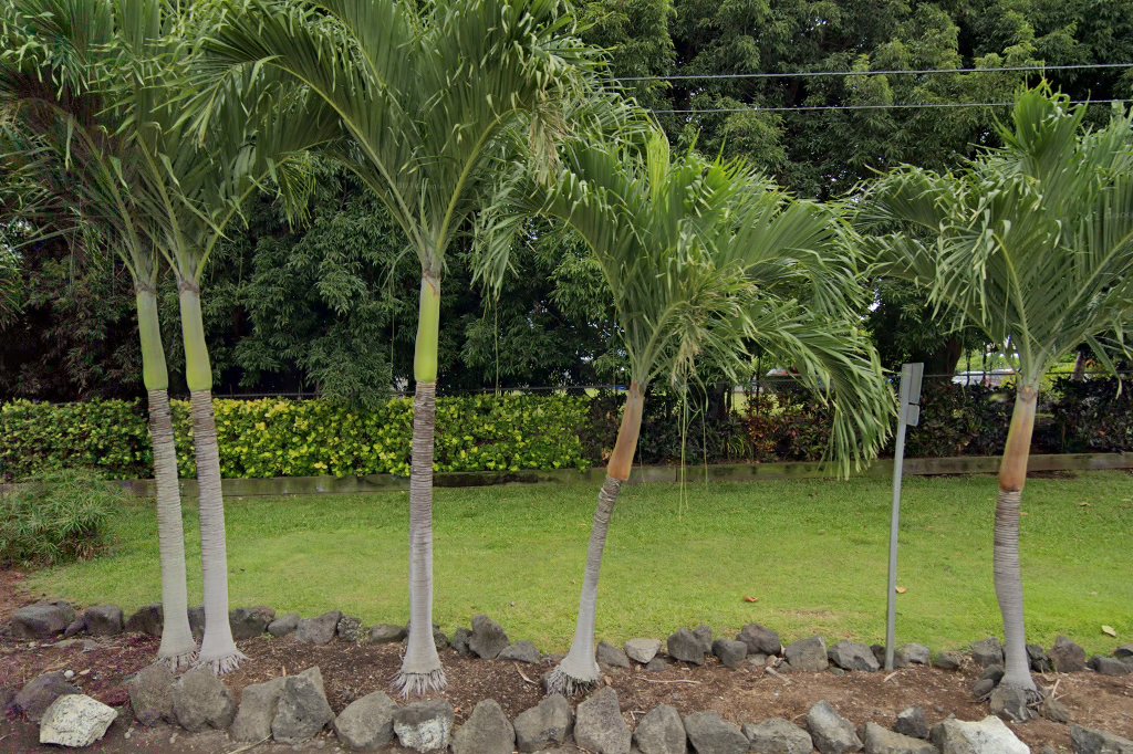 Hawaii Island Humane Society