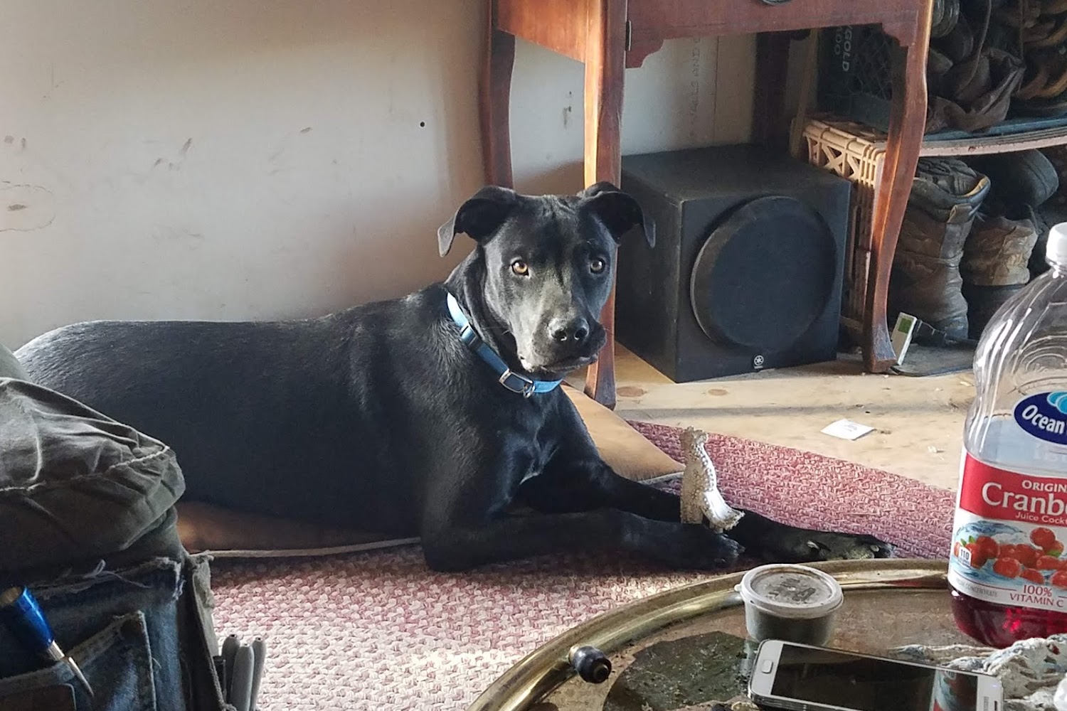 City of Cortez Animal Shelter