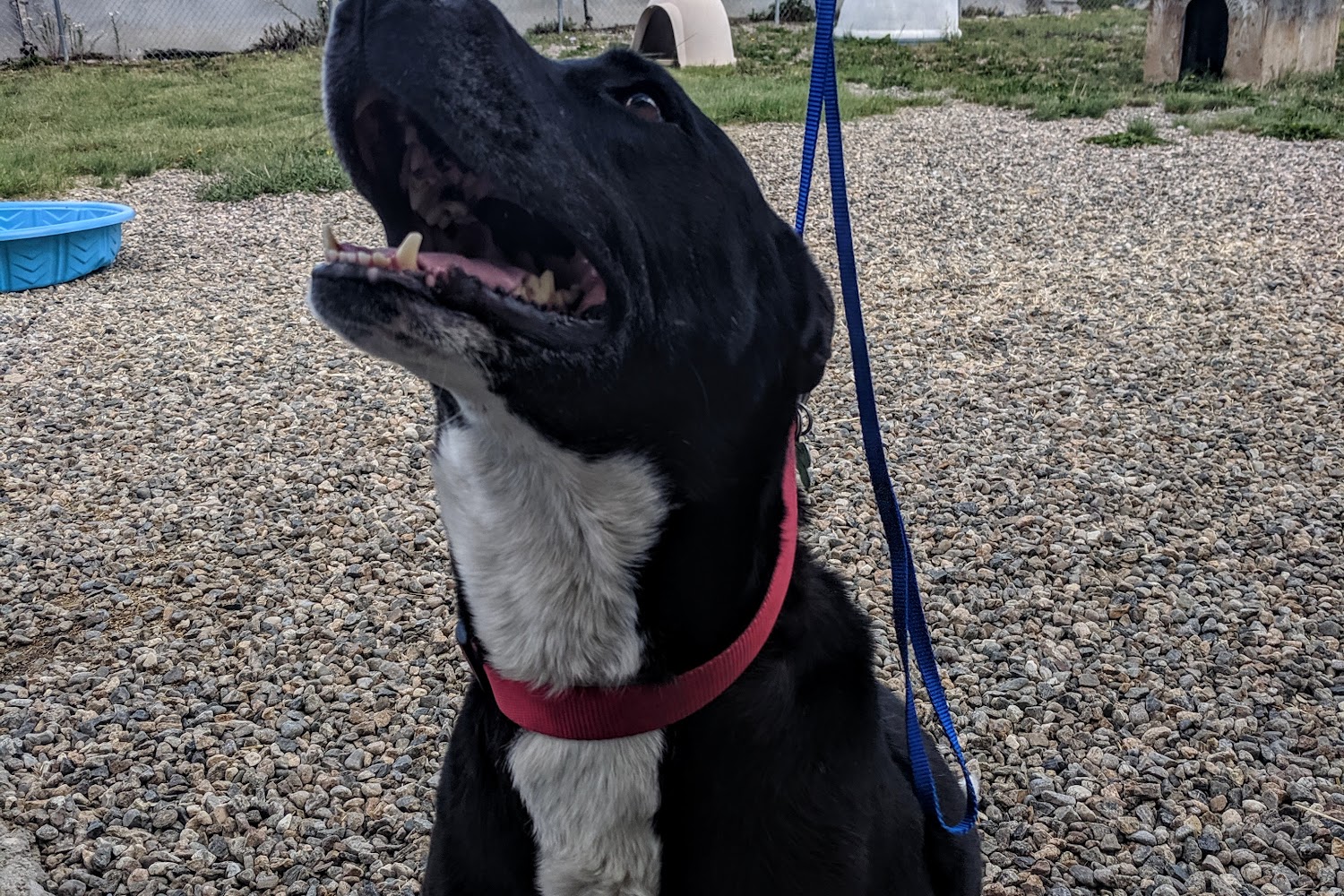 Lake County Animal Shelter